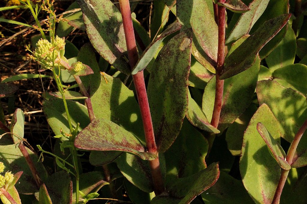 Hylotelephium maximum / Borracina massima